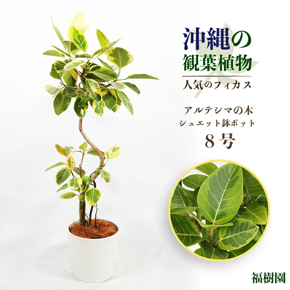 【ふるさと納税】沖縄の観葉植物 人気のフィカス アルテシマ8号 シュエット鉢ポット 植物 ふるさと納税 鑑賞 インテリア 緑のある暮らし インテリアグリーン うるま市 AONOKI
