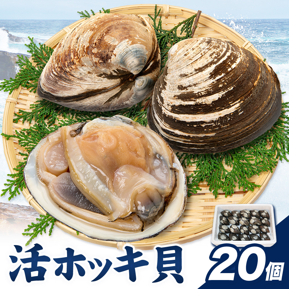 日高産 活ホッキ貝 20個 ひだか漁業協同組合《12月中旬から出荷予定》魚介類 貝 ホッキ貝 活ホッキ貝 ほっき ほっき貝 魚貝 海の幸 海産物 北海道 日高町---hohdk_hgkk_7_20i---