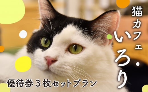 猫 カフェ 利用優待券 チケット 1時間分 × 3枚 ( ねこ ネコ 動物 ペット 癒し 保護猫 触れ合い 猫カフェ 体験型 利用券 カフェ利用券 動物カフェ ) 静岡県 藤枝市