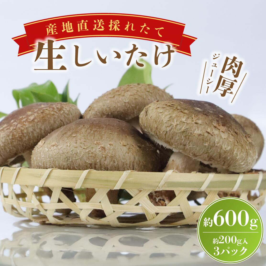 【ふるさと納税】 生椎茸 肉厚 しいたけ 600g きのこ 山菜 椎茸 シイタケ 食べ応え 惣菜 出汁 原木栽培 国産 新鮮 自然食品 ビタミンD 低カロリー 健康 料理 鍋 炒め物 煮物 和食 中華 パスタ グルメ 贈り物 産地直送 三島市 静岡県