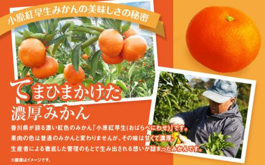 【訳あり】ご家庭用小原紅早生みかん(サイズおまかせ)　約2.5kg【11月下旬～1月下旬配送予定】｜早生ミカン みかん 早生みかん 訳アリ 訳あり 不揃い 家庭用みかん 甘い フルーツ くだもの 果物