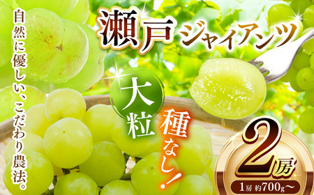 瀬戸ジャイアンツ 2房 ( 1房 約 700g ～ ) | 果物 くだもの フルーツ ぶどう ブドウ 葡萄 兵庫県 上郡町