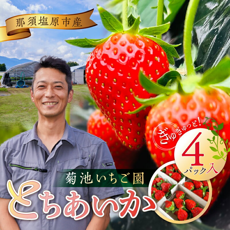 【ふるさと納税】 菊池いちご園 とちあいか 那須塩原市産 4パック入り 栃木県 那須塩原市 果物 フルーツ いちご 国産 オリジナル 品種 甘味 果実 果肉 香り高い 季節 旬 ビタミン お取り寄せ 送料無料