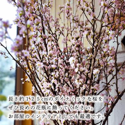 ふるさと納税 酒田市 「はじまりの桜」庄内の桜!酒田市の高橋さんの啓翁桜 125cm (2026年2月中旬より発送) |  | 02