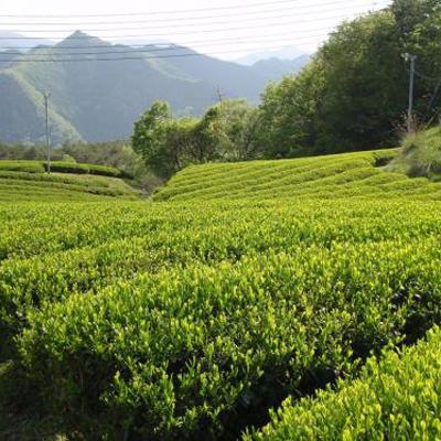 ふるさと納税 朝来市 【農薬不使用】朝来みどり お茶セット |  | 03