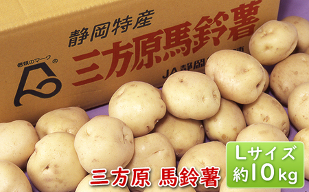 【2026年6月中旬より順次発送】三方原 馬鈴薯 Lサイズ 約10kg  【 ばれいしょ じゃがいも 】  野菜 イモ 