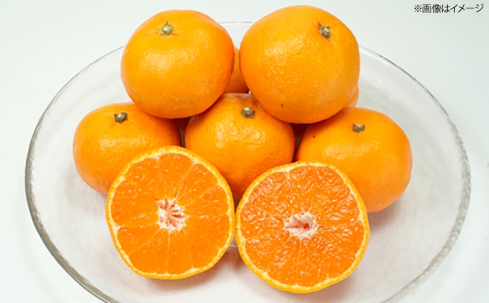 みかん 5kg
