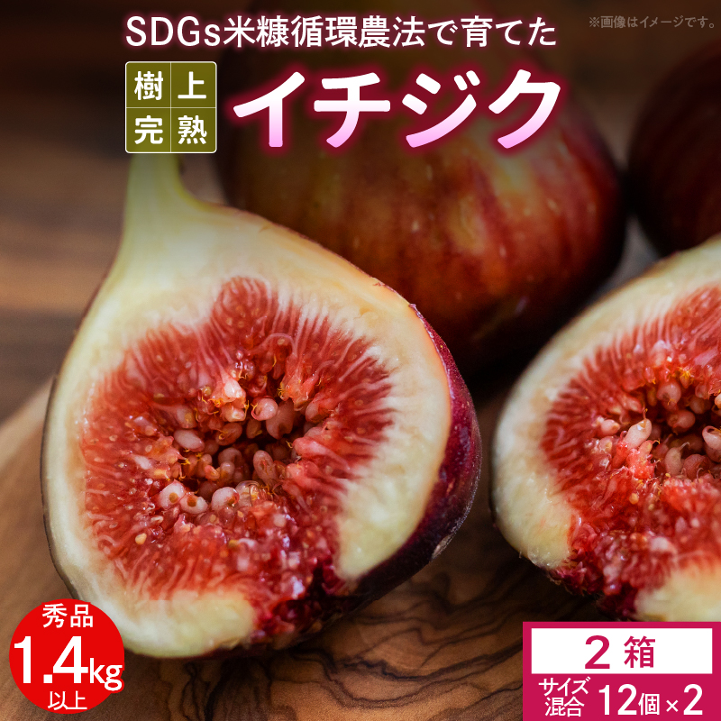 SDGs米糠循環農法で育てた樹上完熟イチジク秀品700g以上（サイズ混合12個）×2箱　潰れにくいイチジク専用容器入り【産地直送2026年8月より順次出荷】_イチジク 秀品 700g 以上 サイズ混合 12個 × 2箱 SDGs 米糠循環農法 樹上完熟 桝井ドーフィン イチジクケーキ ジャム ジェラート フルーツ 果物 潰れにくい 専用容器 ギフト 酒見農産 福岡 久留米 送料無料 産地直送 _Gv041