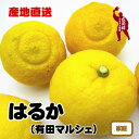 【ふるさと納税】【人気柑橘】有田育ちの はるか みかん（訳あり 家庭用） ※1月下旬～2月下旬頃に順次発送予定 ※北海道・沖縄・その他離島地域は発送不可 / みかん 蜜柑 柑橘 果物 フルーツ くだもの 果実 国産 和歌山県 晩柑 //dekopon