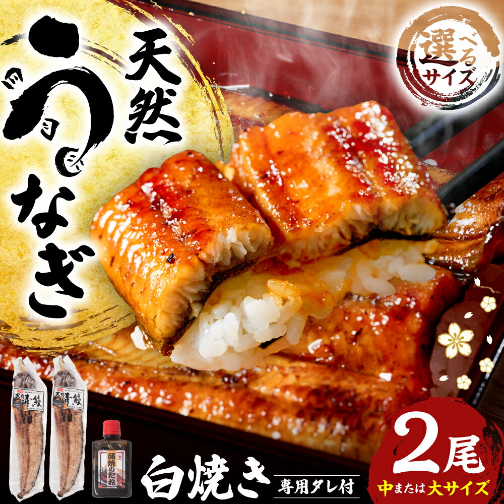 【ふるさと納税】熊本県八代市産 天然うなぎ 白焼 (中)or(大) 2尾 合計300g～450g前後 【選べる内容量】 蒲焼のたれ付き 鰻 国産 蒲焼 ウナギ うなぎ 丑の日 冬が旬 冷凍 熊本県 八代市 送料無料
