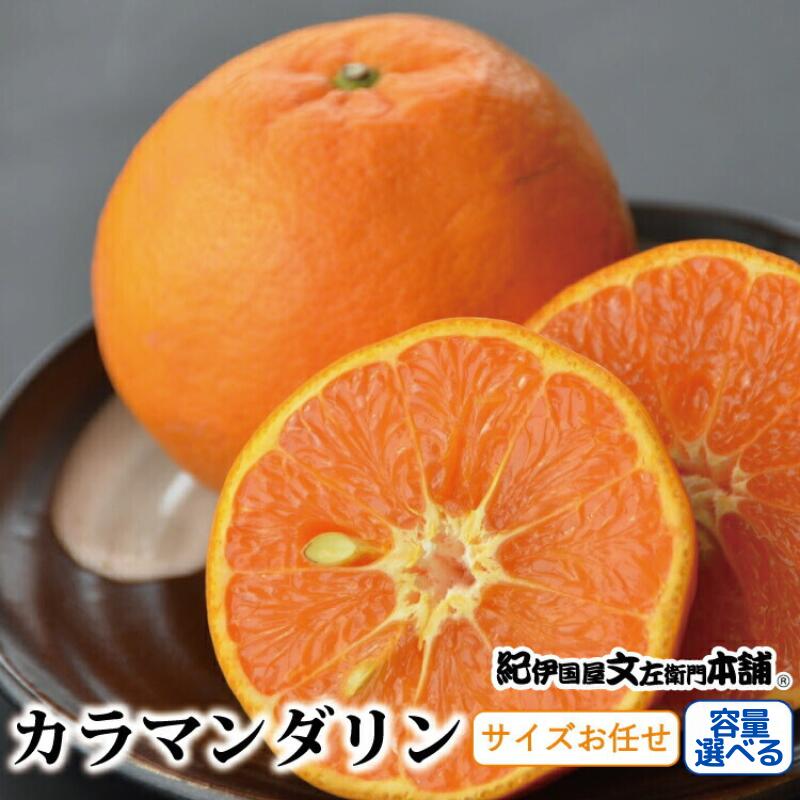 【ふるさと納税】カラマンダリン 【選べる容量】 / サイズおまかせ　※2026年4月上旬～2026年5月上旬頃に順次発送予定(お届け日指定不可)　紀伊国屋文左衛門本舗
