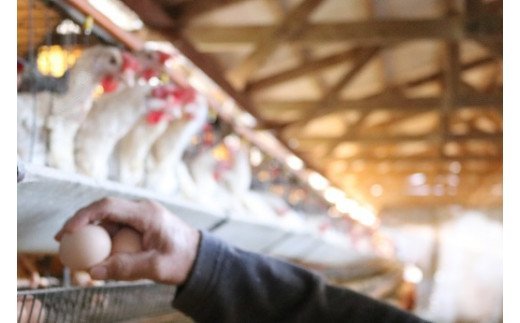 特選　さくらたまご【定期便　1年間】☆40個（10個入×4パック）を月1回お届け☆☆