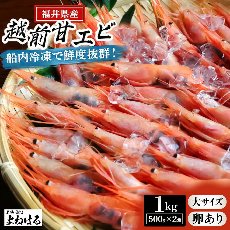 【ふるさと納税】大好評！天然 越前甘エビ（卵あり）大サイズ 計約1kg（約500g × 2箱）（合計約60尾入り） 解凍方法説明書付き 酸化防止剤不使用！ 甘エビ本来の味をお楽しみください 【えび エビ 海老 甘えび 子持ち 海鮮 お刺身 無添加】 [m17-c014]