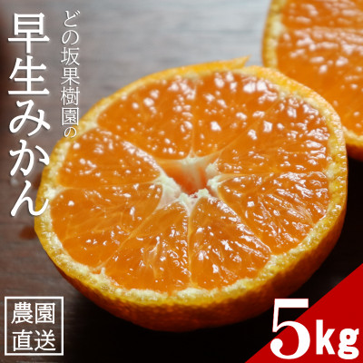 甘い!どの坂果樹園の早生みかん　約5kg【サイズおまかせ・畑のまんま規格】【配送不可地域：離島・北海道・沖縄】【1492087】