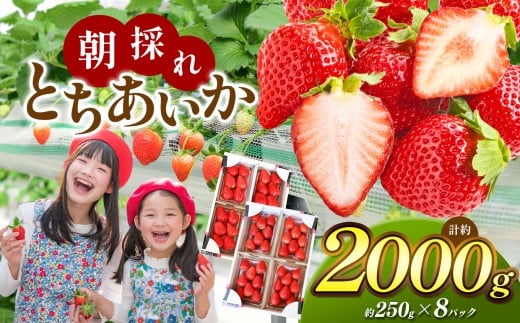 【栃木県共通返礼品】朝採れとちあいか たっぷり2,000g | いちご とちあいか 朝採れ たっぷり 大粒 新鮮 甘い 美味しい 果物 デザート 栃木県 那珂川町