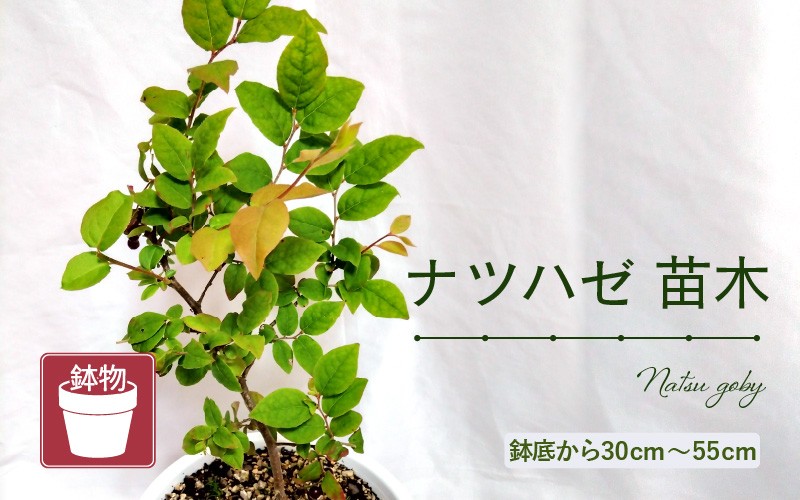 
                  【先行予約】ナツハゼ苗木（鉢物）鉢底から約30～55cm 【2027年4月中旬以降順次発送予定】【なつはぜ お花 花 はな フラワー 苗 植物 父の日 母の日 家庭菜園 花壇 プランター ガーデニング観葉植物 園芸 鉢物 】 [m47-a027]
                