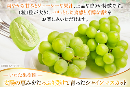 【期間限定発送】 シャインマスカット 1房 約 650g [いわた果樹園 山形県 高畠町 tk06ayt400000] ぶどう ブドウ 葡萄 フルーツ 果物 くだもの 甘い