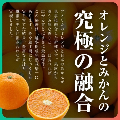 三代目がつくる高品質【きよみ】5kg【C31−9】【1354165】