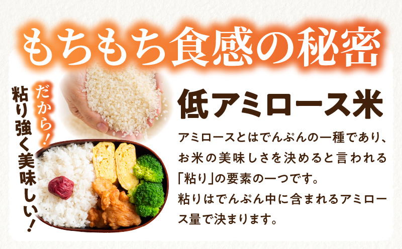 【定期便4回コース】<令和8年産>ミルキークイーン(10kg×4回)_K028-T008