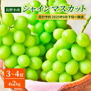 【ふるさと納税】ぶどう 先行予約 長野市産 シャインマスカット3～4房 約2kg 朝採り 葡萄 ブドウ フルーツ 果物 シャイン マスカット デザート おやつ 信州 2025年秋発　 長野市 　お届け：2025年9月中旬～10月中旬