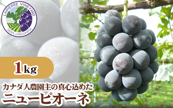 
No.067 【カナダ人農園主の真心を込めた】ニューピオーネ約1kg ／ 果物 フルーツ 葡萄 ブドウ ぶどう 広島県
