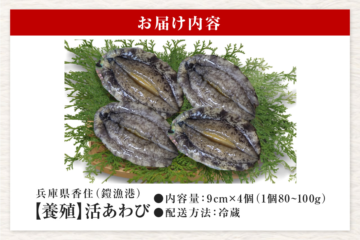 【冷蔵 活あわび 養殖  8cm×4枚 280～320g (1個70～80g）】満点青空レストラン うまい！おせち2023に採用されました 発送目安：入金確認後1ヶ月以内 レシピ入り 香美町 香住 海