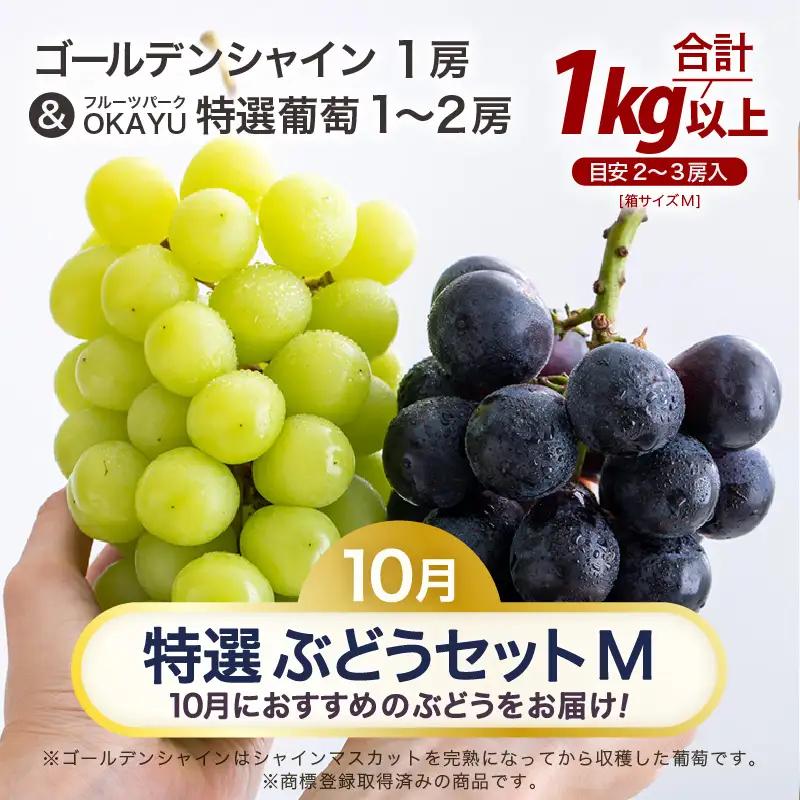 【先行予約】【訳あり】10月特選 ぶどうセットM 1kg以上（2～3房）／ 葡萄 シャインマスカット 完熟 ゴールデン シャイン 品種 おまかせ あわら 農家おすすめ ※2026年10月より順次発送 