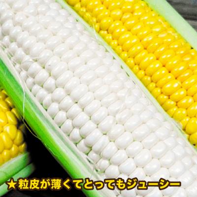 ふるさと納税 糸島市 糸島産 トウモロコシ「もきっこ」白黄ミックス(10本前後)糸島市/内田農業[AZH003] |  | 02