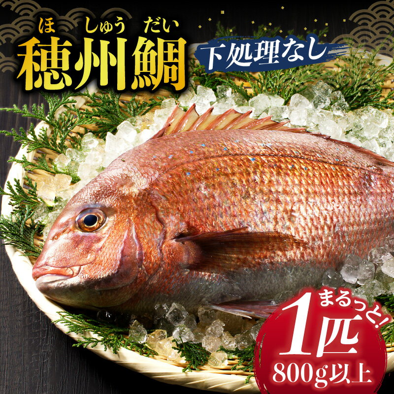 【ふるさと納税】渡邊水産 穂州鯛（下処理なし）／送料無料 鯛 お刺身 鯛しゃぶ 冷蔵 穂州鯛 ブランド鯛