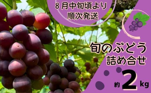 
            Y2　ぶどう の 詰合せ　約 2㎏   【 ブドウ 葡萄 詰め合わせ セット 贈答 藤稔 紫玉 ピオーネ シャインマスカット ギフト 自宅用 】
          