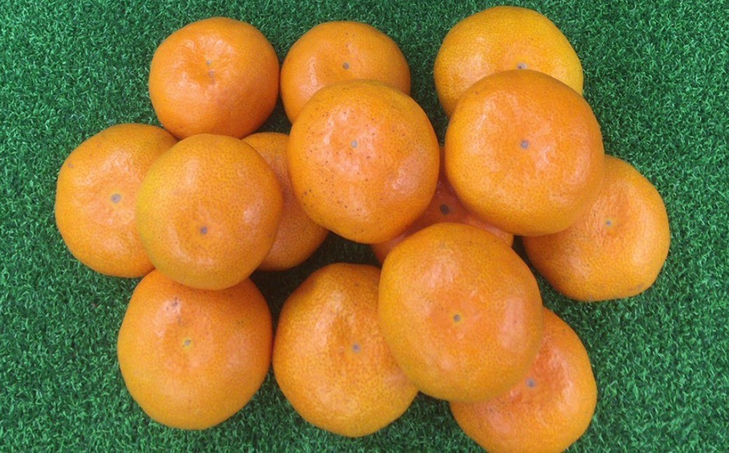 
                  ＜ R8年熊本地震復興支援 ＞熊本県産 特別栽培 温州みかん 約5kg くだもの 果物 フルーツ 果実 果汁 甘み 国産 みかん ミカン 蜜柑 果肉 【 2026年10月上旬～2027年1月上旬発送予定 】
                
