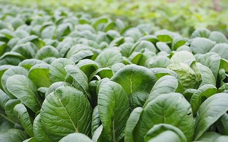 寒締め小松菜 約500g 【イネ子の畑から】 新鮮 産地直送 サラダ おひたし おみそしる 旬 野菜 やさい こまつな  F6N-282