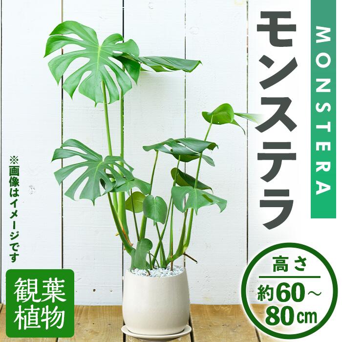 【ふるさと納税】＜観葉植物＞モンステラ(高さ約60～80cm・巾約40cm、陶器鉢・受け皿付) 観葉植物 植物 大型 インテリア 開店祝い 移転祝い おしゃれ 室内 ギフト プレゼント オフィス モンステラ 陶器鉢 受け皿 個性 【m24-04】【アイエヌエー】