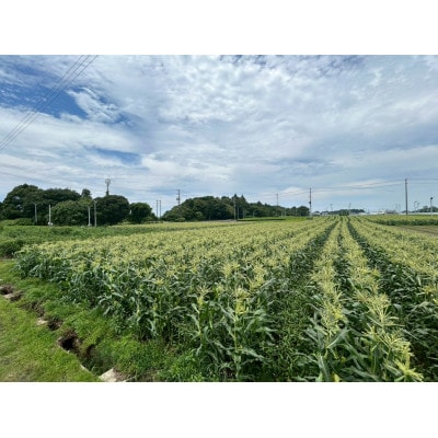 【2026年6月～7月順次発送】とうもろこし ホワイト 訳あり 5kg 朝採り スイートコーン【配送不可地域：離島・北海道・沖縄県・東北・中国・四国・九州】