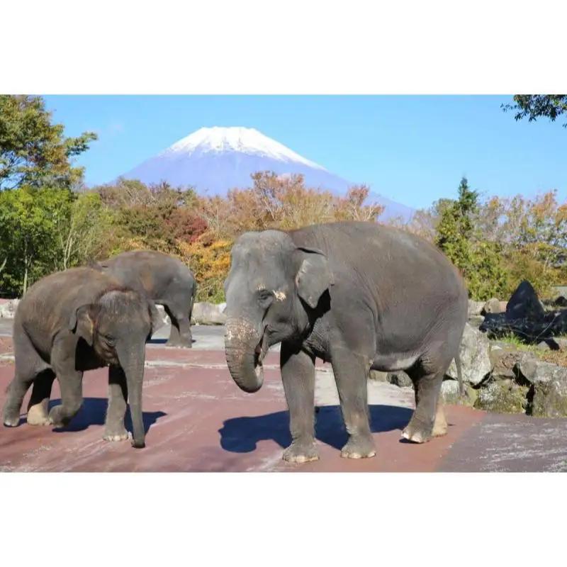 動物園 静岡 富士サファリパーク 大人 2枚 入場券 ペア ペアチケット サファリパーク 動物 子供 家族 お出かけ チケット 券 ギフト券 体験チケット ギフト プレゼント 贈答 贈答品 贈り物 旅