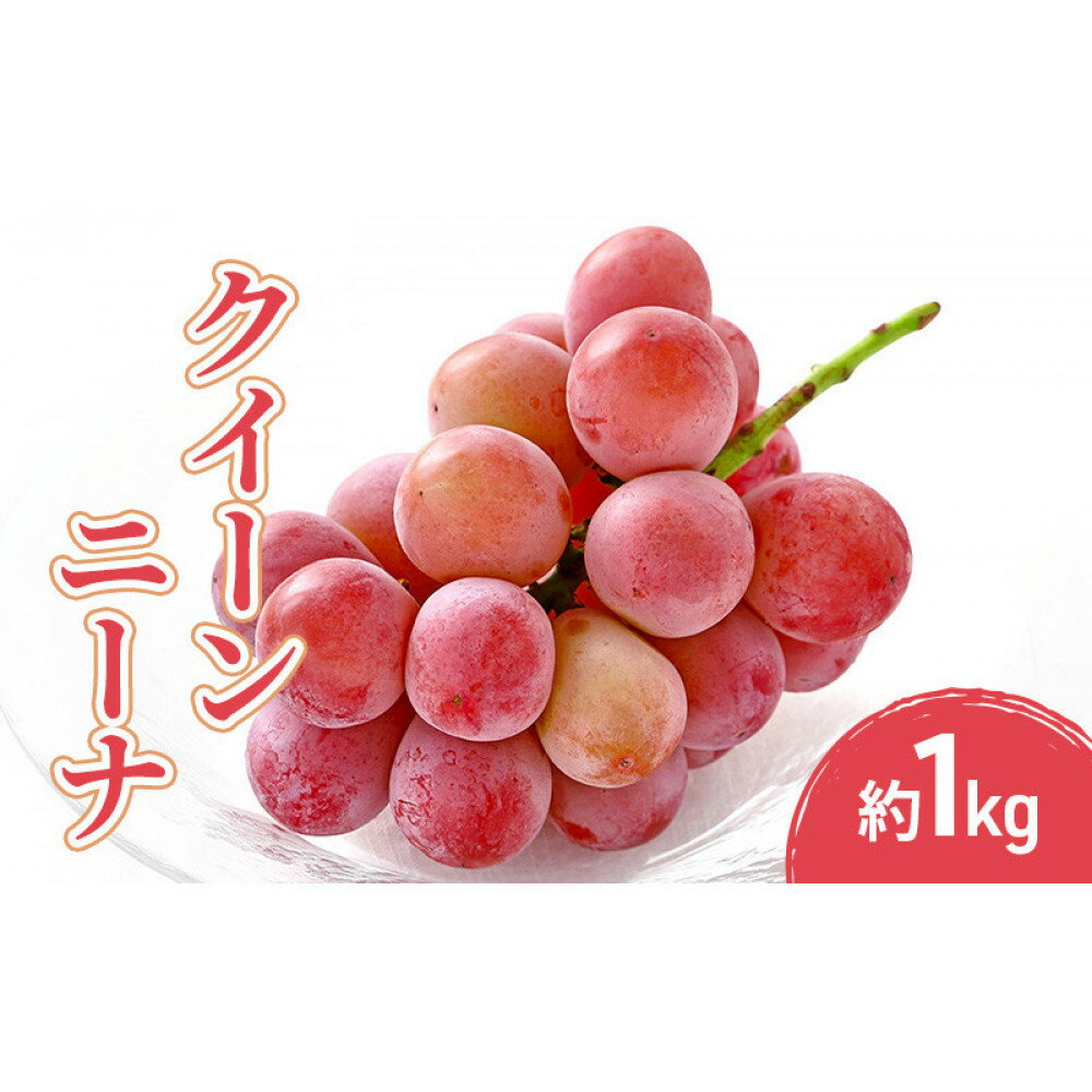 【ふるさと納税】2026年産先行予約クイーンニーナ 1kg 果物 フルーツ ぶどう 長野県