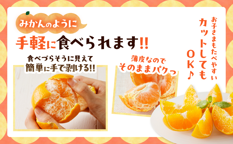 先行予約≪数量限定≫希少な柑橘『はるみ』計5kg フルーツ 果物 柑橘 みかん 国産_T008-001