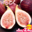 【ふるさと納税】いちじく 選べる 内容量 約600g 300g × 2パック 約1.2kg 300g × 4パック 約2.4kg 300g × 8パック 岸武青果株式会社《7月下旬-11月末頃出荷》 和歌山県 紀の川市 イチジク 生 産地直送 果物 フルーツ