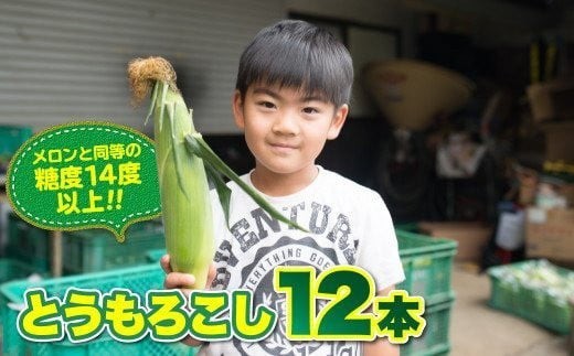 【予約受付 R9年 7月 中旬以降 発送開始予定】髙橋さんの とうもろこし 12本セット 2027年度 【メロンと同等の糖度】岩手県 北上市 C0083 旬 季節 食材 野菜 甘い 美味しい 岩手 産地直送