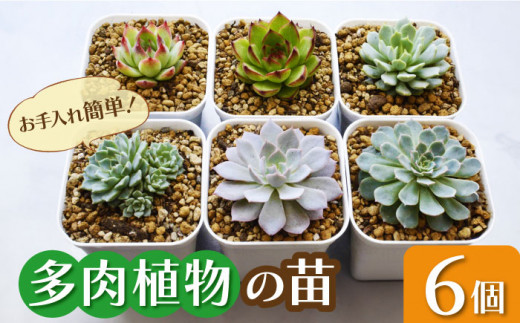 多肉 植物 苗 6個 セット 福岡 八女 観葉植物 多肉植物 はち インテリア 鉢植え 園芸用品 室内栽培 水やり 広川町 / plantsfunshopnatur [AFAT003]
