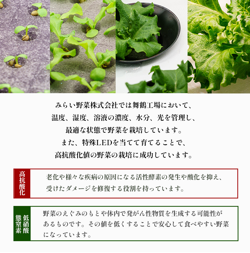 みらい乃野菜 はんなりレタス 10袋 + おケールハン 2袋 12袋 720g 野菜 袋入 水耕栽培 野菜 れたす レタス ケール けーる 葉物 サラダ 高抗酸化値 低硝酸態窒素 小分け 小袋 そのま