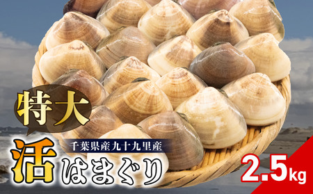 活はまぐり 約2.5kg (100-140gサイズ) はまぐり 蛤