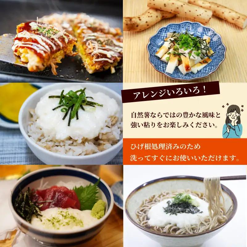 自然薯 600g  個包装 静岡県 牧之原市 自然薯 たくみファーム