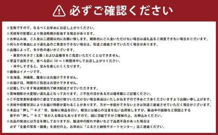 岡山 白桃 エース 4～8玉 計約1.2kg 岡山県産 【2026年7月上旬～8月下旬迄発送予定】 フルーツ 果物 くだもの モモ 桃 もも 冷蔵 国産