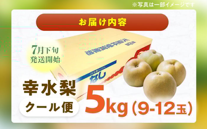 果物 梨 幸水 なし ナシ 果物