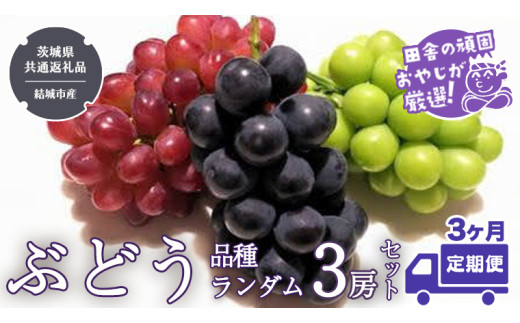 
            【定期便】ぶどう 品種ランダム3房セット【2025年8月から3か月連続で発送】（茨城県共通返礼品 [ぶどう]：結城市産） ブドウ 葡萄 果物 フルーツ 茨城県産
          