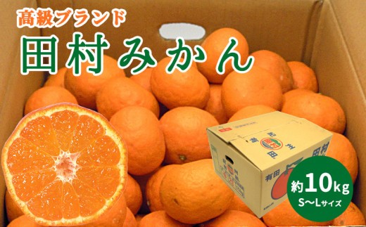 
                   【2026年先行予約】高級ブランド 田村みかん 秀品 10kg (S～Lサイズおまかせ） 【ミカン 蜜柑 柑橘 温州みかん 有田みかん】_DN6015
                