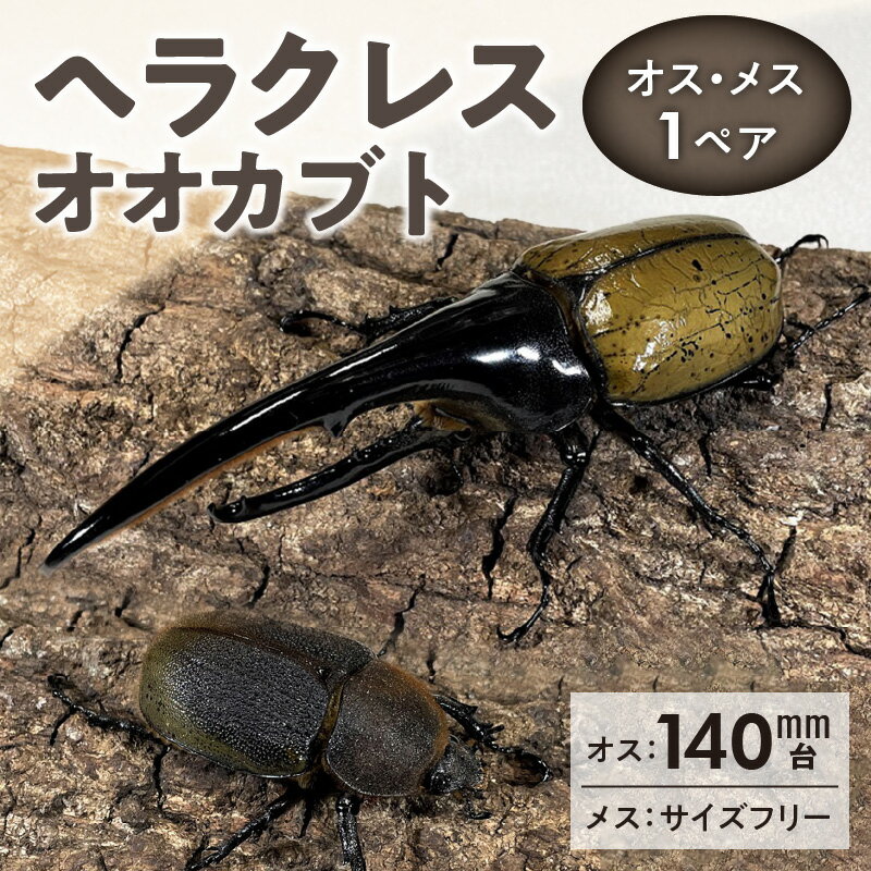 【ふるさと納税】カブトムシ ヘラクレス 1ペア オス 140mm台 メス サイズフリー オオカブト 後食済み 昆虫 成虫 生体 ヘラクレスオオカブト 王様 かぶとむし養殖工房ダイナステスPlus 虫 累代飼育 幼虫管理飼育 養殖 お取り寄せ 福岡県 久留米市 送料無料