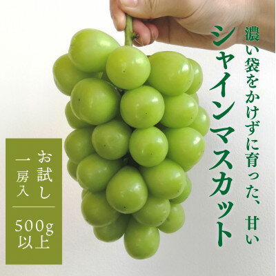【ふるさと納税】【お試し便】シャインマスカット 1房入 500g以上　(岡山県産) きよとう果樹園のこだわりシャイン【配送不可地域：離島】【1548988】