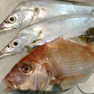 竹中水産の八幡浜発!「魚好きにはたまらない!鮮魚BOX」【F22−135】【配送不可地域：離島・北海道・沖縄県】【1043165】
